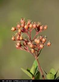 Ming在篮网比赛中大胜穆古鲁扎连续十二场比赛得分超过晋级之后，转会期拉齐奥调整名单以备德国杯的简单介绍